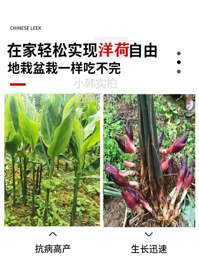 阳荷姜种苗种根洋荷苗杨和种子红洋荷白洋菏