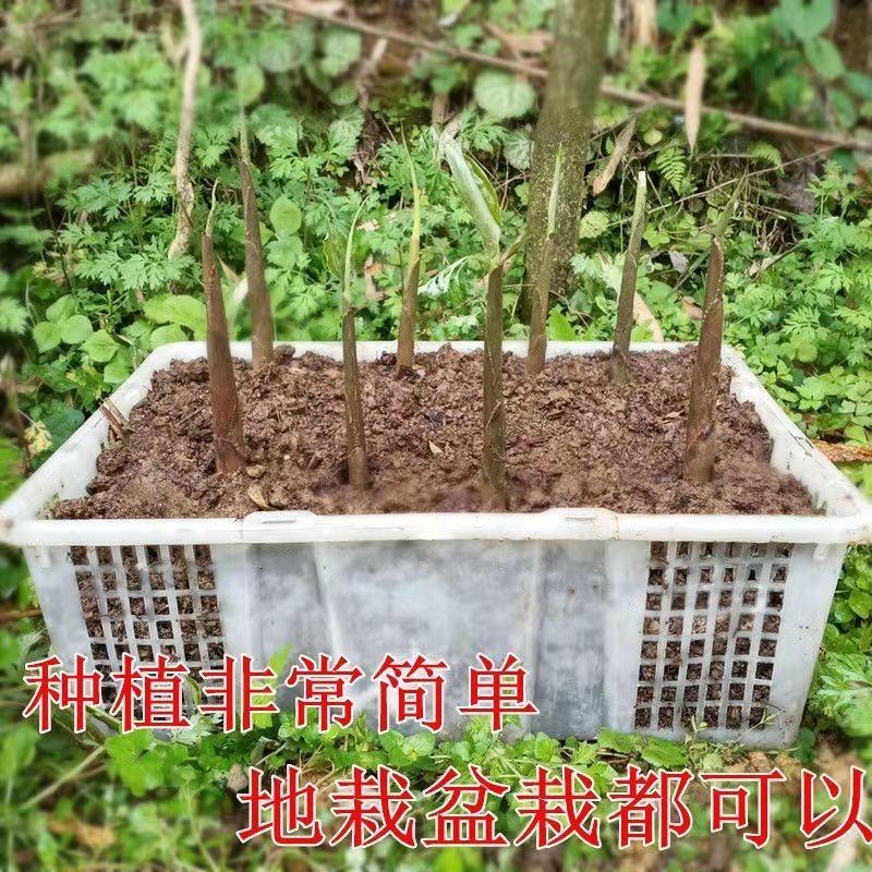 阳荷姜种苗种根洋荷苗杨和种子红洋荷白洋菏
