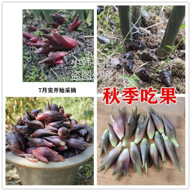 阳荷姜种苗种根洋荷苗杨和种子红洋荷白洋菏