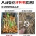 阳荷姜种苗种根洋荷苗杨和种子红洋荷白洋菏