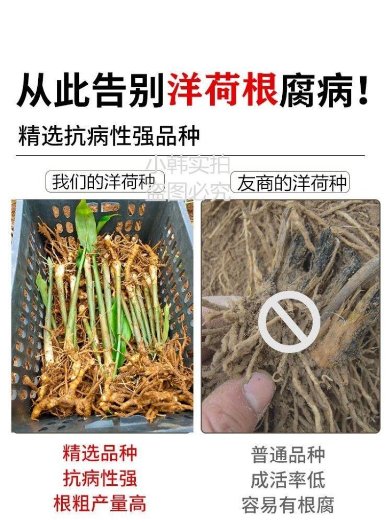 阳荷姜种苗种根洋荷苗杨和种子红洋荷白洋菏
