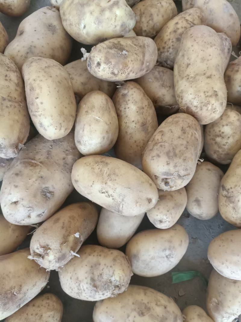 V7土豆河南V7库存土豆代收代发代加工货源足规格齐