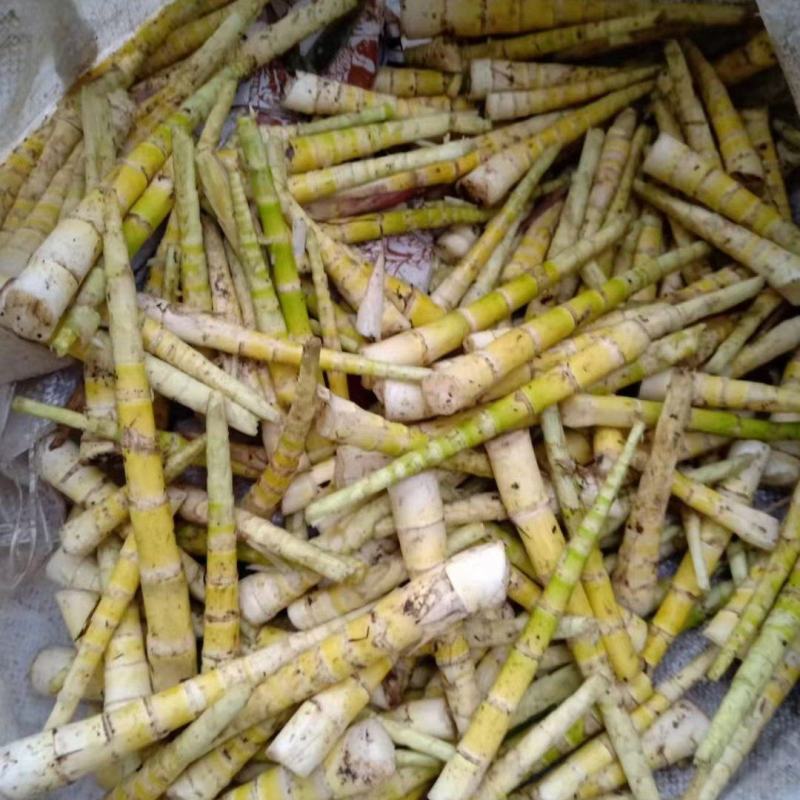罗汉竹笋子
