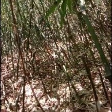 罗汉竹笋子