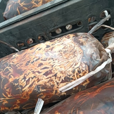 猪苓密环菌