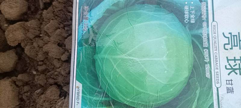 甘蓝苗