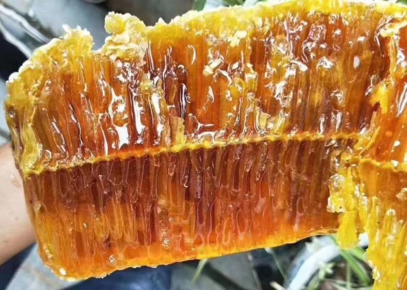 贵州岩蜂蜜野生土蜂蜜涯蜜排蜂蜜高山采摘欢迎咨询!