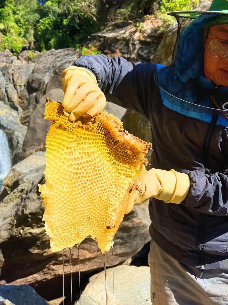 贵州岩蜂蜜野生土蜂蜜涯蜜排蜂蜜高山采摘欢迎咨询!