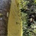 贵州岩蜂蜜野生土蜂蜜涯蜜排蜂蜜高山采摘欢迎咨询!