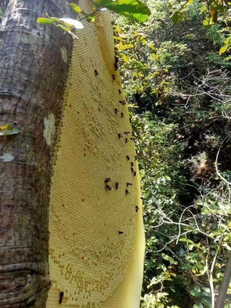 贵州岩蜂蜜野生土蜂蜜涯蜜排蜂蜜高山采摘欢迎咨询!