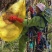 贵州岩蜂蜜野生土蜂蜜涯蜜排蜂蜜高山采摘欢迎咨询!