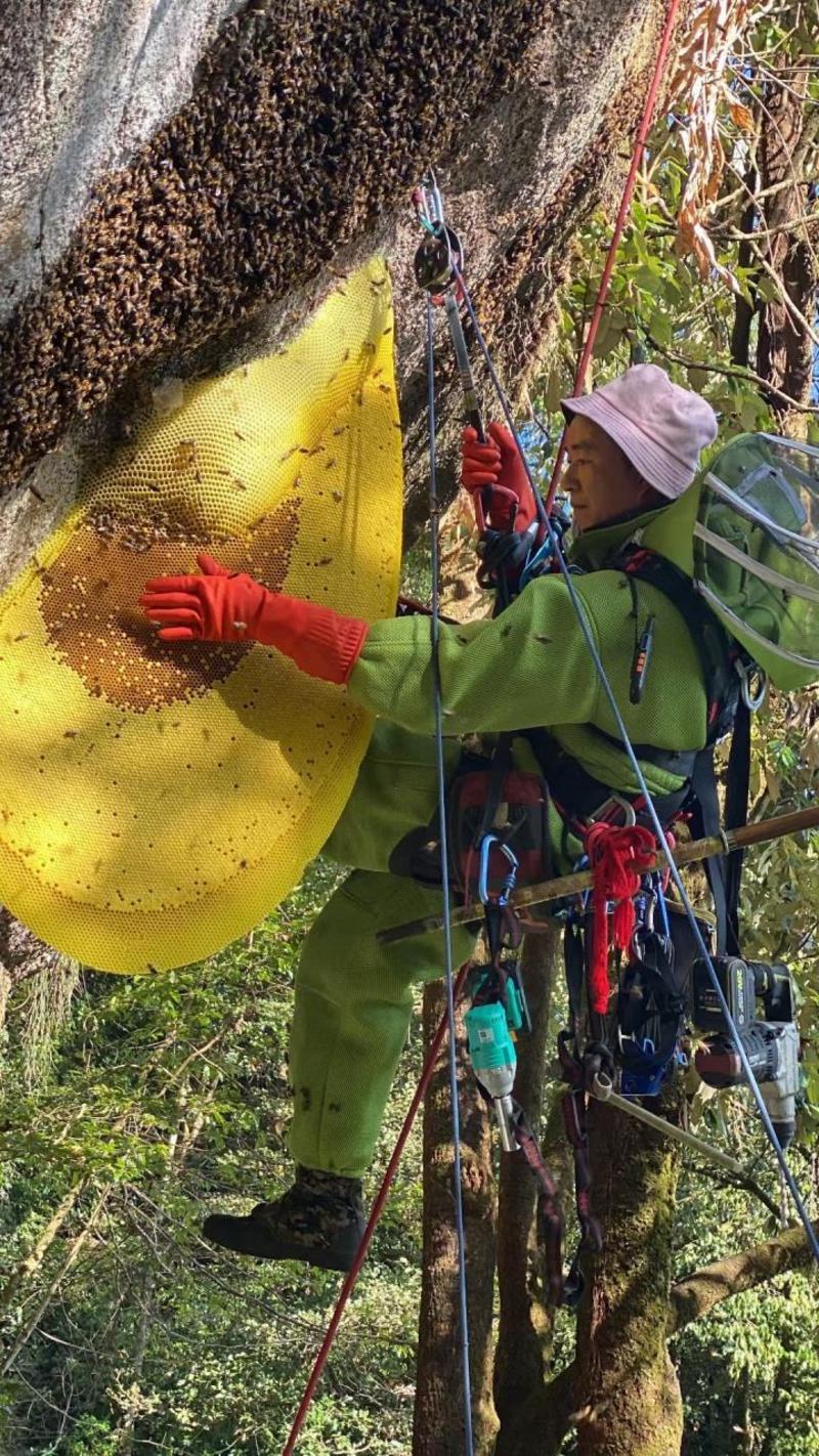 贵州岩蜂蜜野生土蜂蜜涯蜜排蜂蜜高山采摘欢迎咨询!