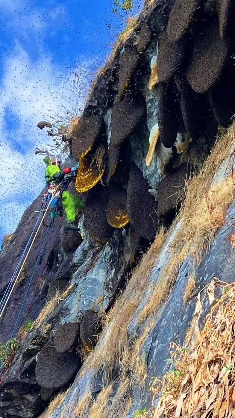 贵州岩蜂蜜野生土蜂蜜涯蜜排蜂蜜高山采摘欢迎咨询!