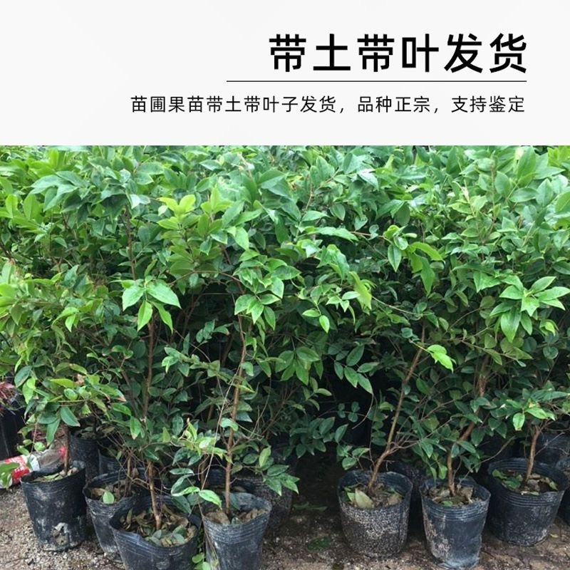 嘉宝果