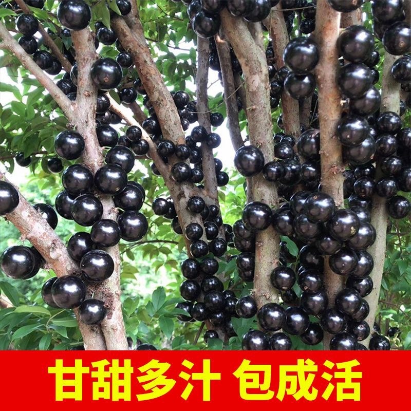 嘉宝果