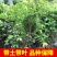 嘉宝果