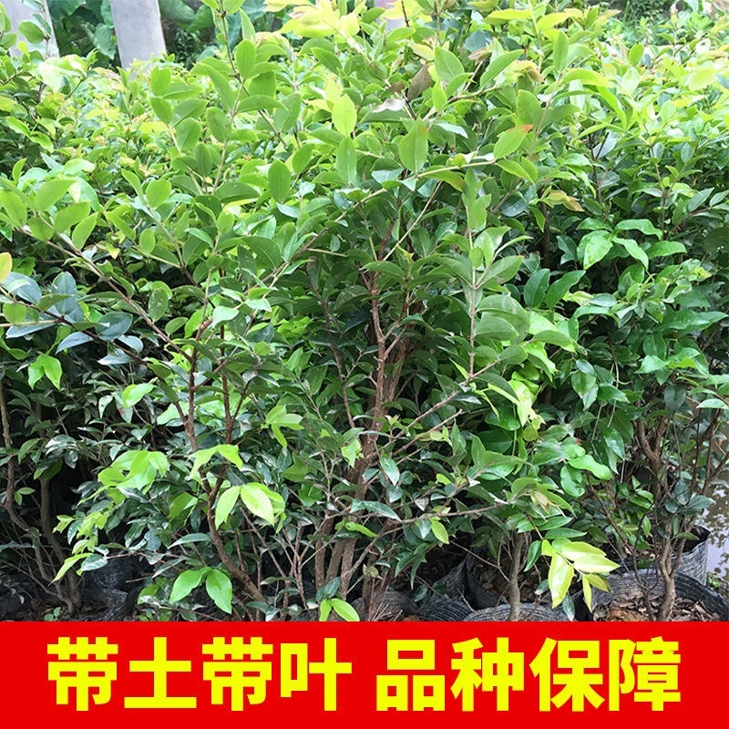 嘉宝果