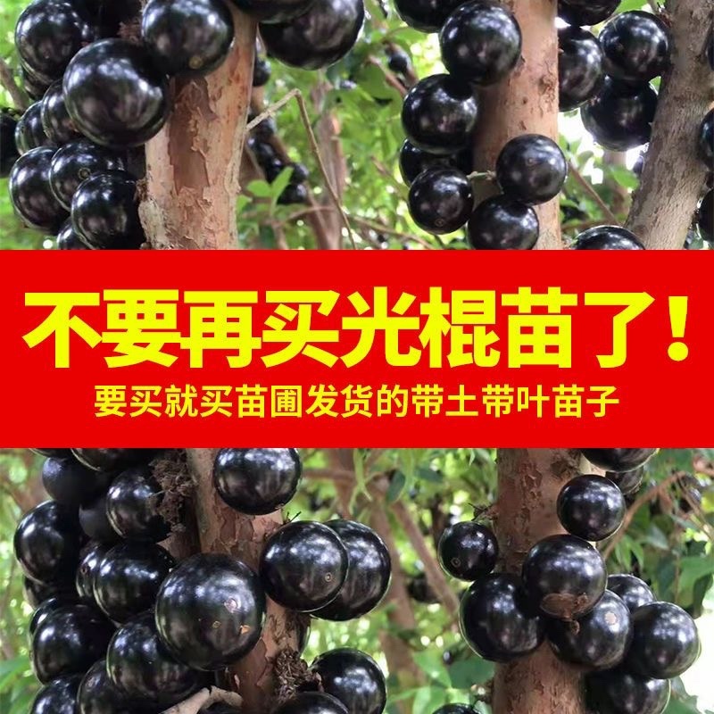 嘉宝果