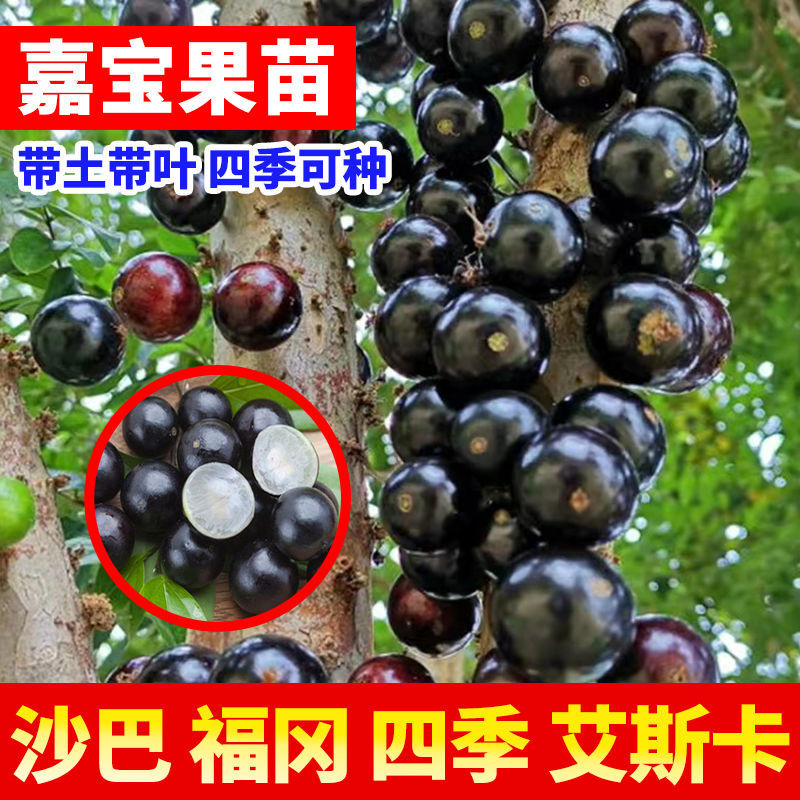 嘉宝果
