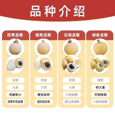 龙眼树苗