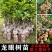 龙眼树苗