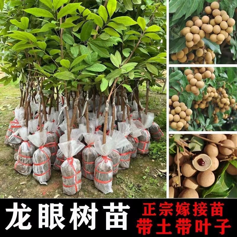 龙眼树苗