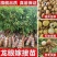 龙眼树苗