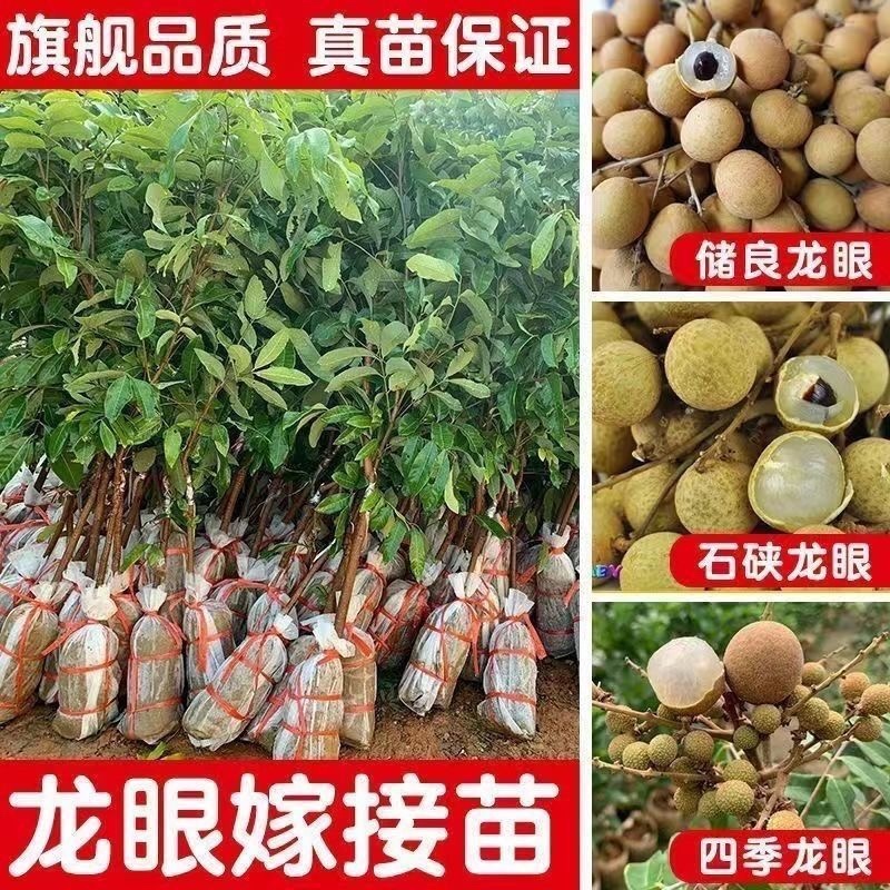 龙眼树苗