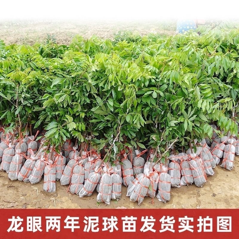 龙眼树苗