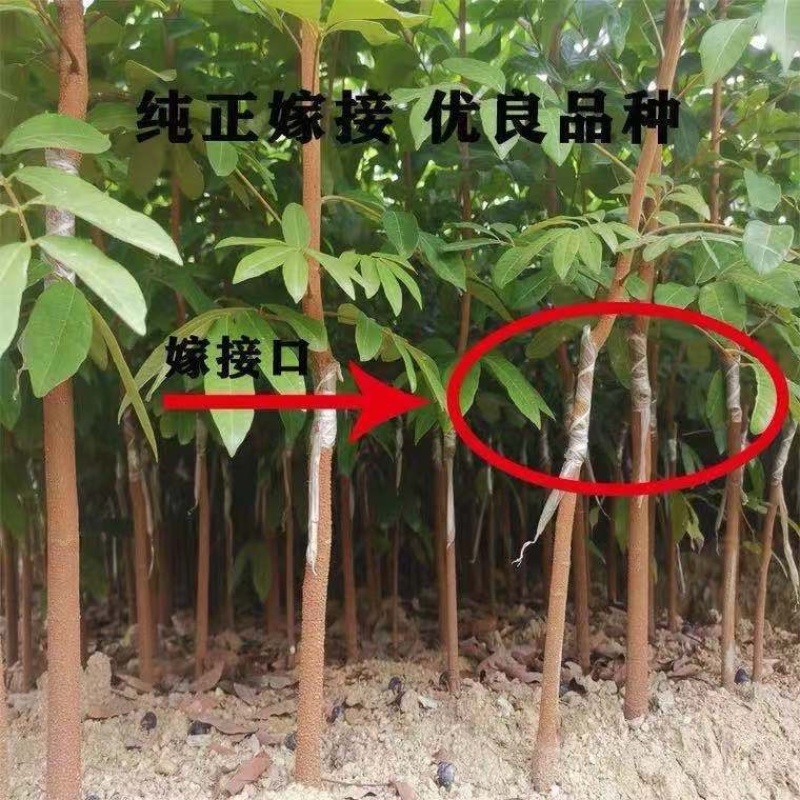 龙眼树苗