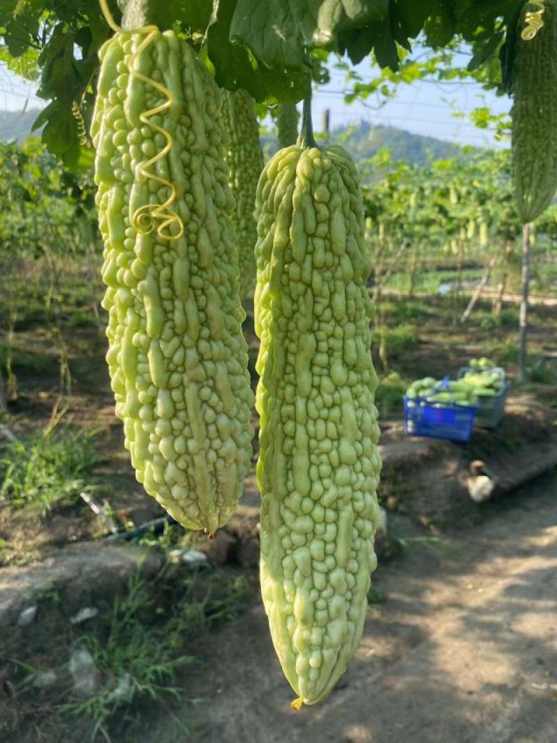 福建精品苦瓜农户露天种植新鲜油绿现摘现卖易保存