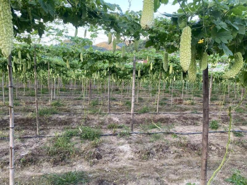 福建精品苦瓜农户露天种植新鲜油绿现摘现卖易保存