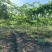 福建精品苦瓜农户露天种植新鲜油绿现摘现卖易保存