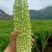 福建精品苦瓜农户露天种植新鲜油绿现摘现卖易保存