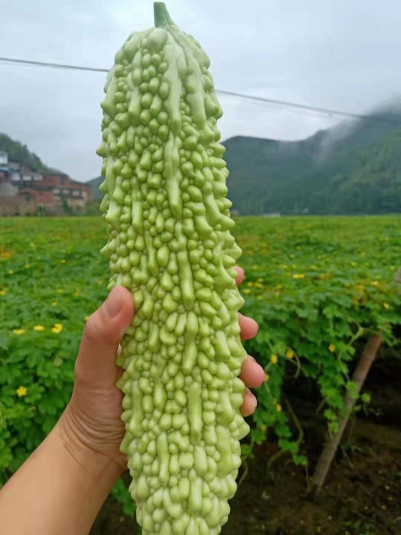 福建精品苦瓜农户露天种植新鲜油绿现摘现卖易保存