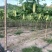 福建精品苦瓜农户露天种植新鲜油绿现摘现卖易保存