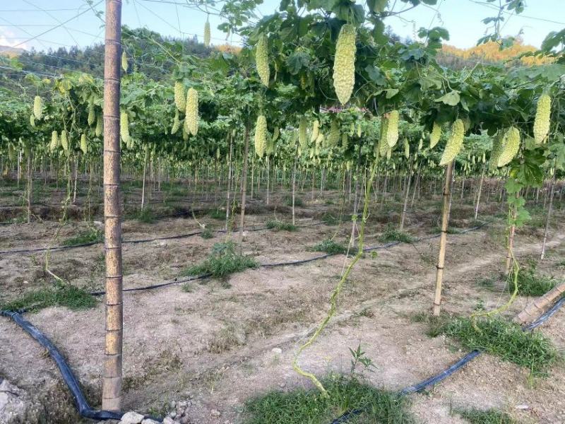 福建精品苦瓜农户露天种植新鲜油绿现摘现卖易保存