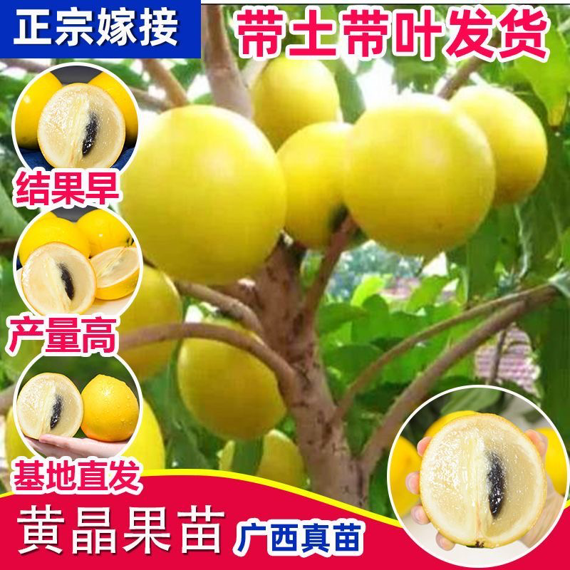 黄晶果树苗