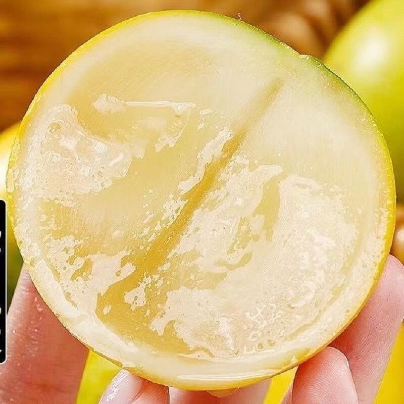 黄晶果树苗