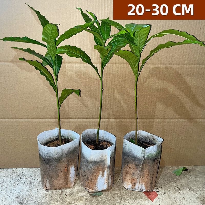 黄晶果树苗