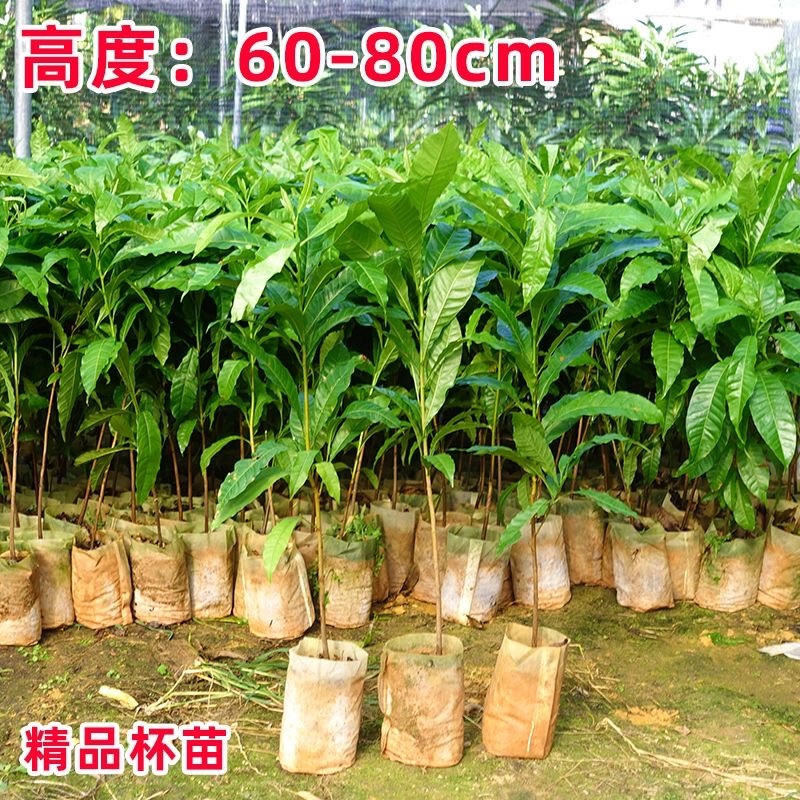 黄晶果树苗