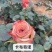 云南呈贡玫瑰花种苗，自产自销，成活率高，根系发达