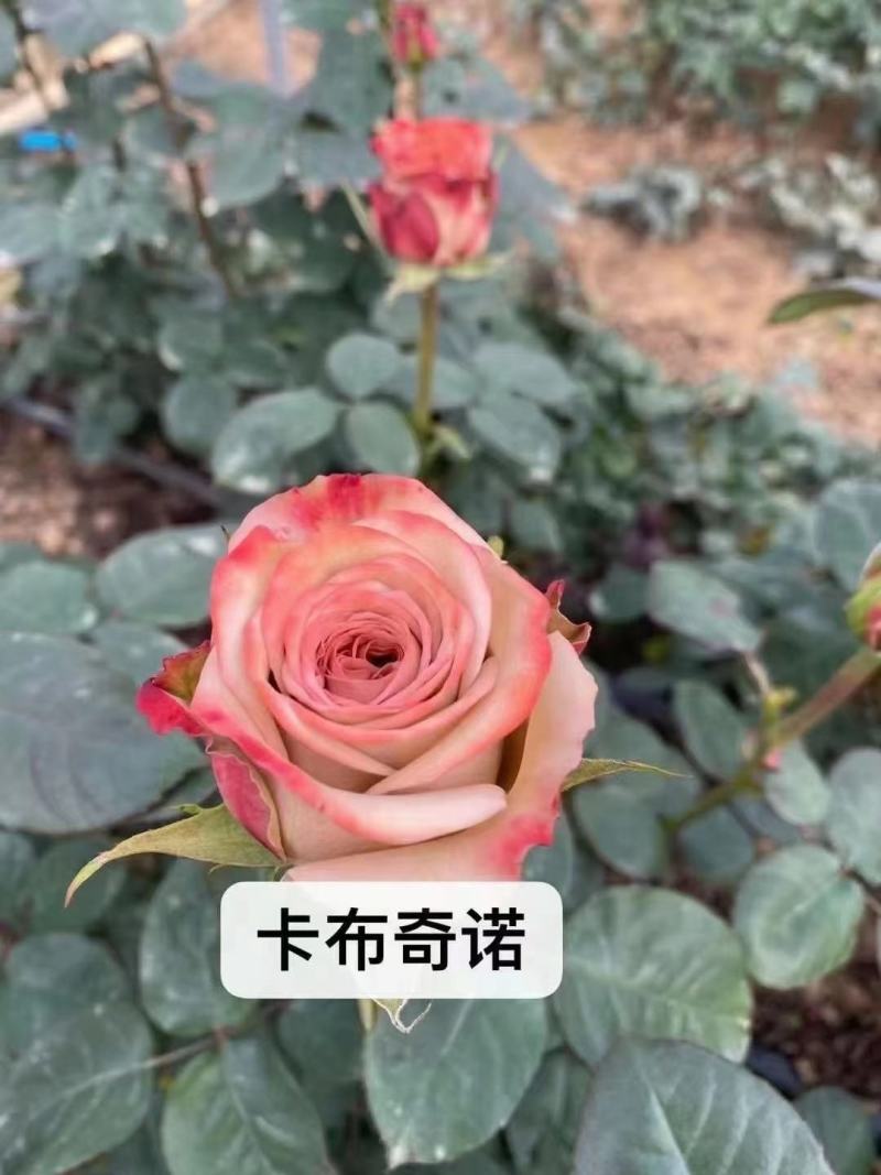 云南呈贡玫瑰花种苗，自产自销，成活率高，根系发达