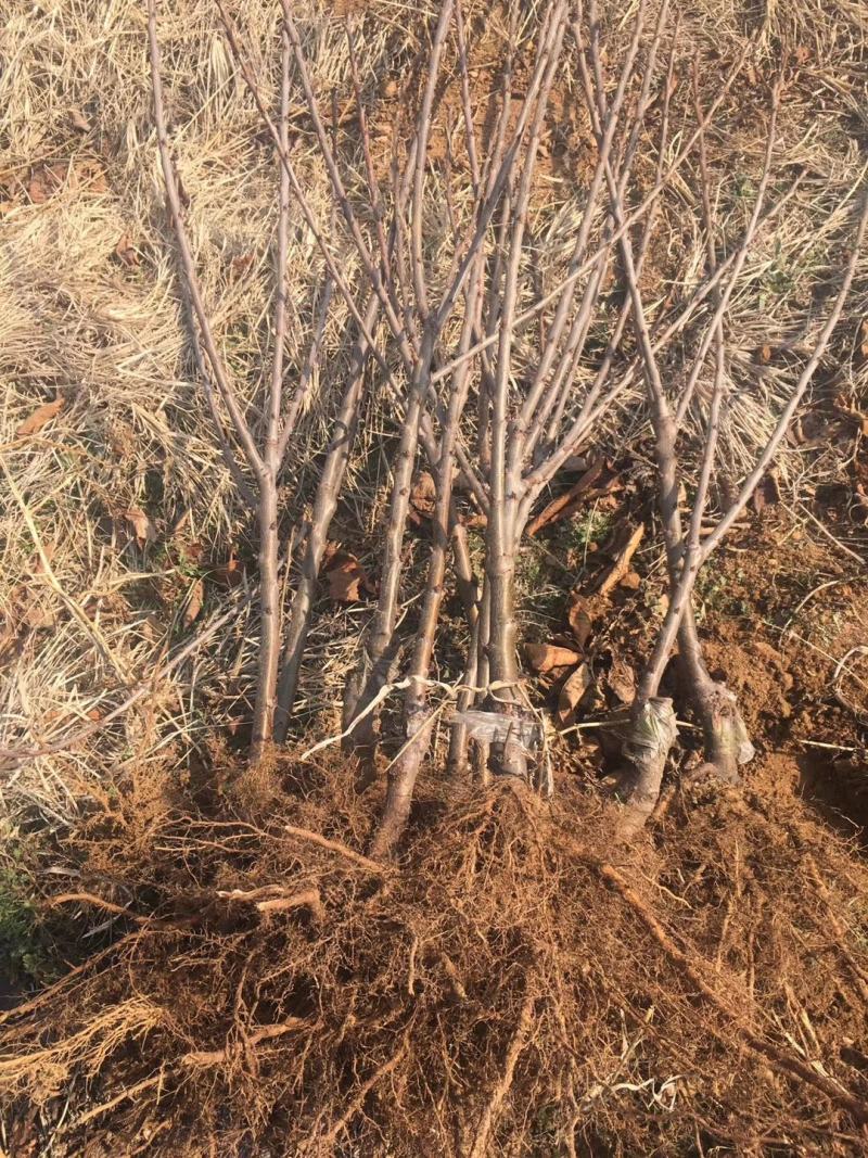 矮化樱桃苗吉塞拉根系美早齐早弗里斯克火箭等品种
