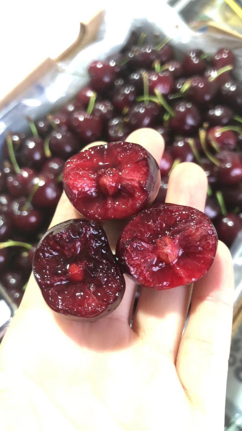 矮化樱桃苗吉塞拉根系美早齐早弗里斯克火箭等品种