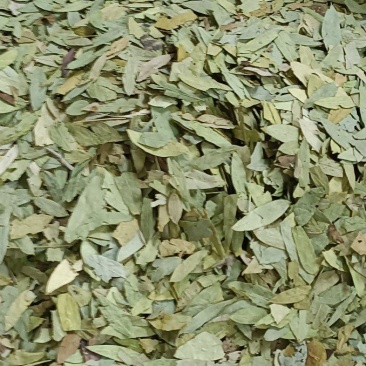 番泻叶，过筛无杂质，货源充足，量大从优，假一赔十