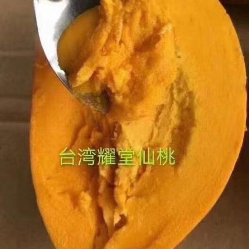 耀堂仙桃果苗