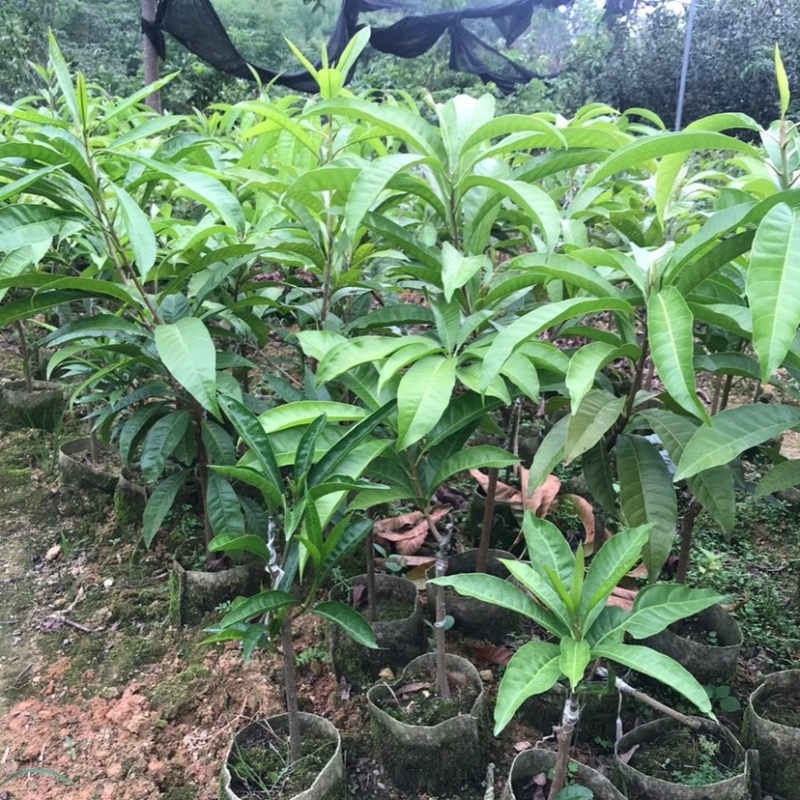 耀堂仙桃果苗