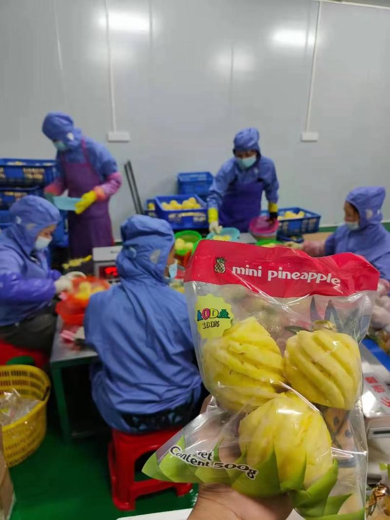 湛江徐闻新鲜香水小菠萝大量上市中，大量供应电商超市市场！