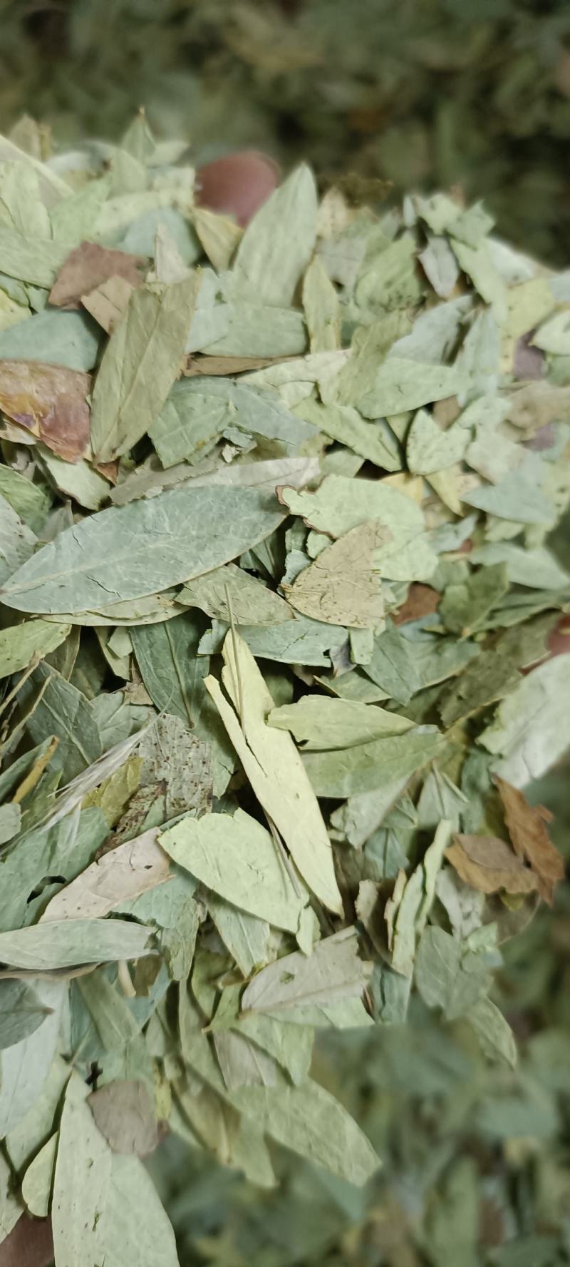 番泻叶，过筛无杂质，货源充足，量大从优，假一赔十